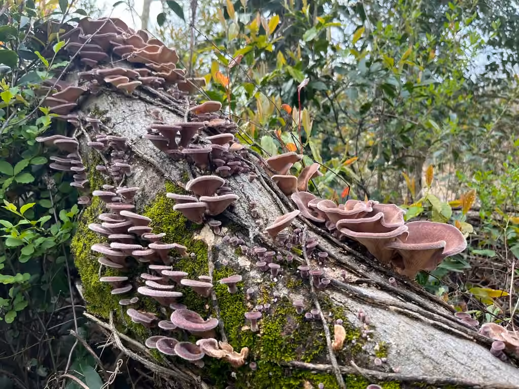 Pleurote strigueux, photo 3 sur 5