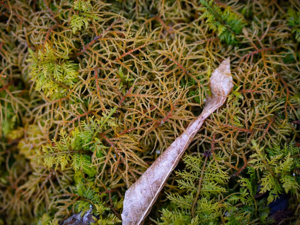 Hylocomie boréale, photo 3 sur 5