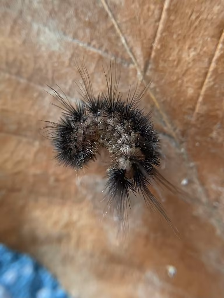 Tawny Virbia Moth, Chenille