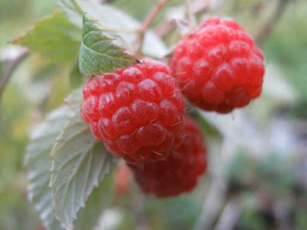 Framboisier rouge, photo 1 sur 5