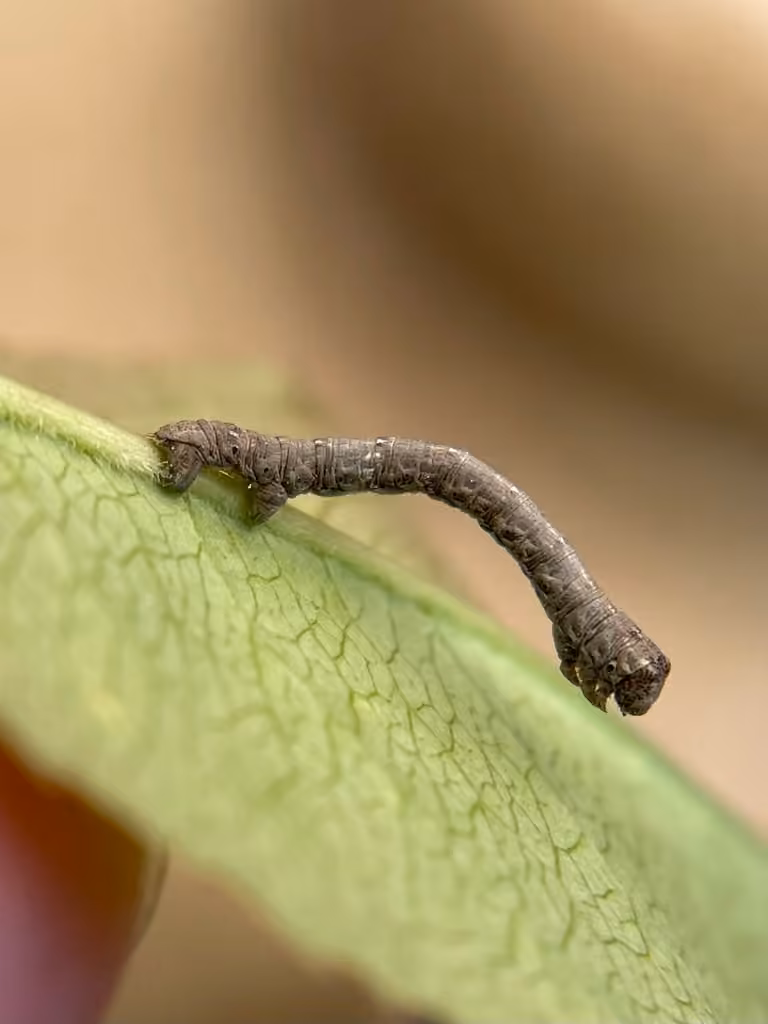 Arpenteuse losange, Chenille