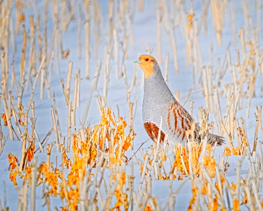 Grey Partridge, Male