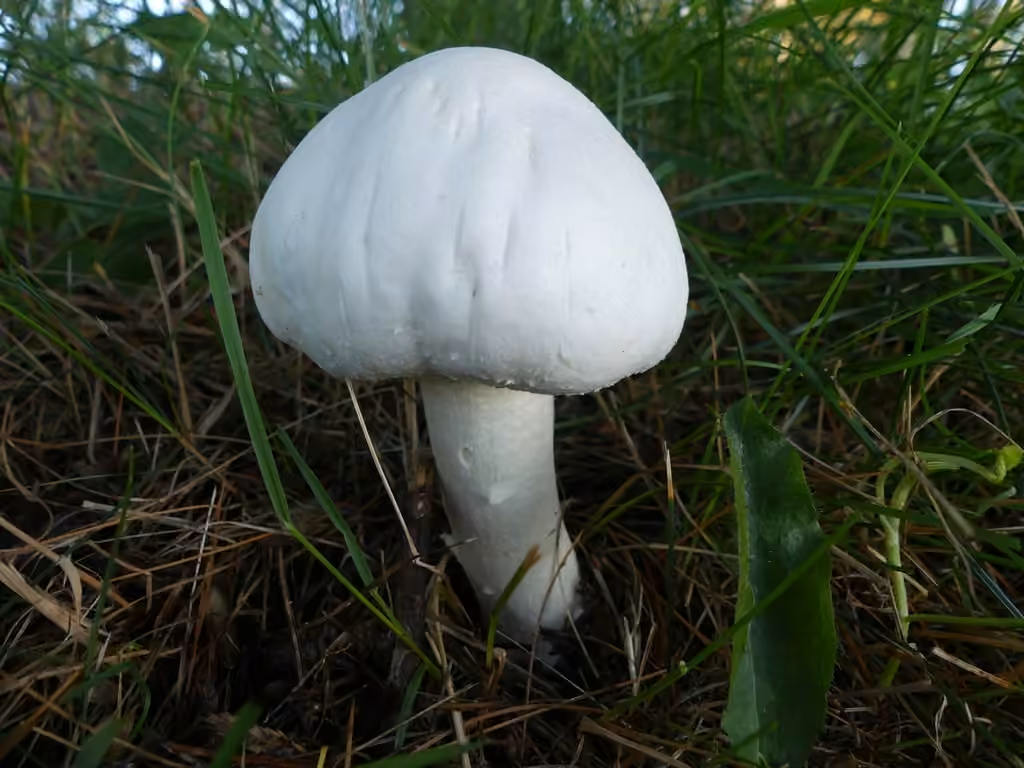 Horse mushroom, photo 3 of 5