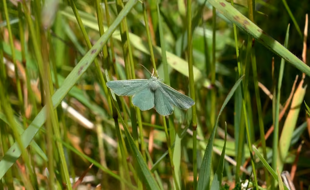 Day Emerald, Adult