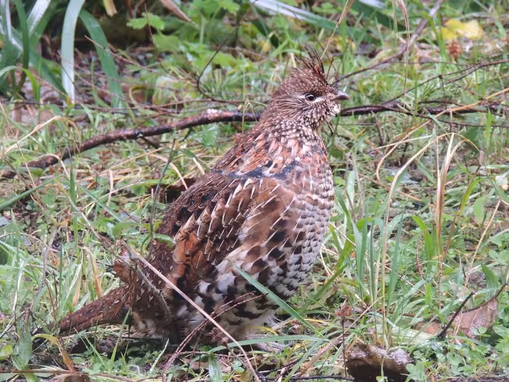 Ruffed Grouse