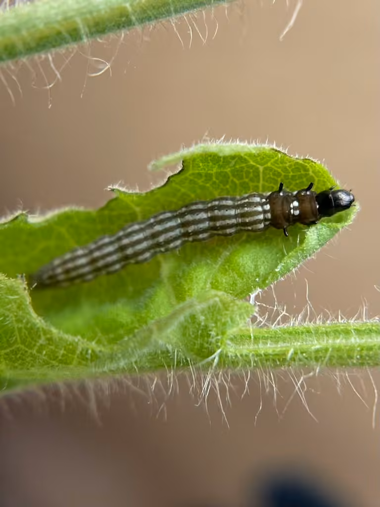 Little Devil Moth, Chenille