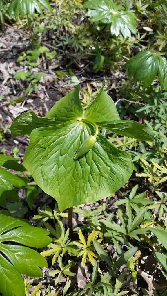 Whip-poor-will flower, Flower buds