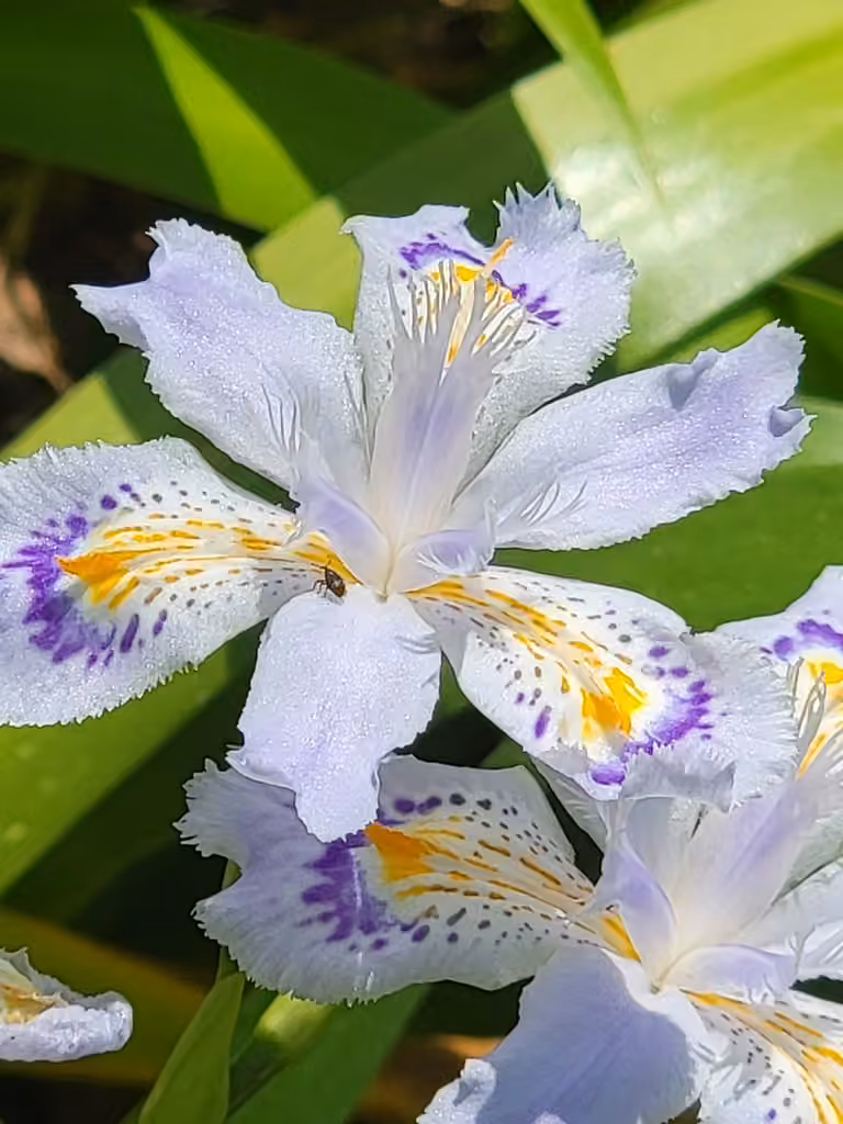 Iris du Japon, En fleurs