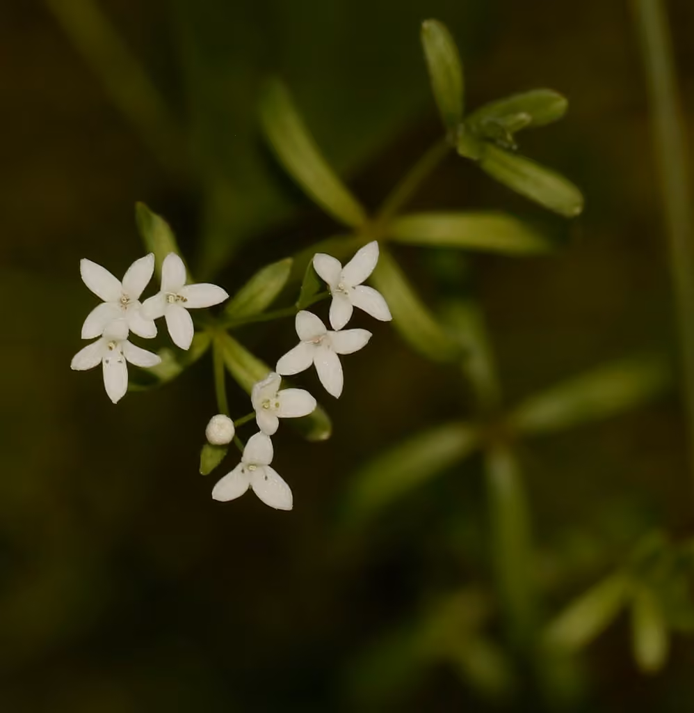 Northern bog bedstraw, In flower