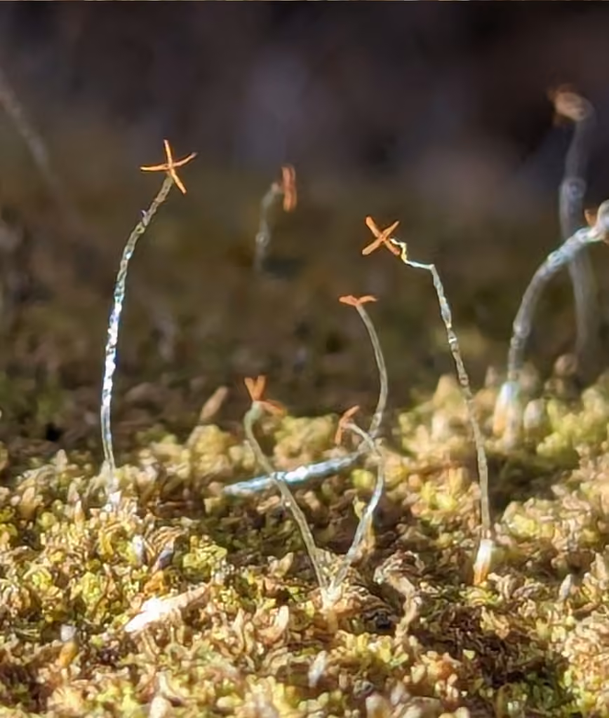 Forcipated Pincerwort, photo 2 of 5