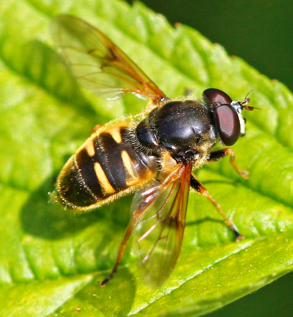 Long-nosed Pond Fly