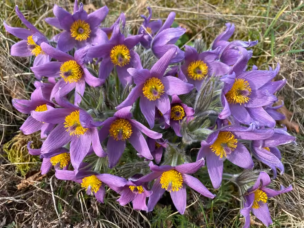 European pasqueflower, photo 3 of 5