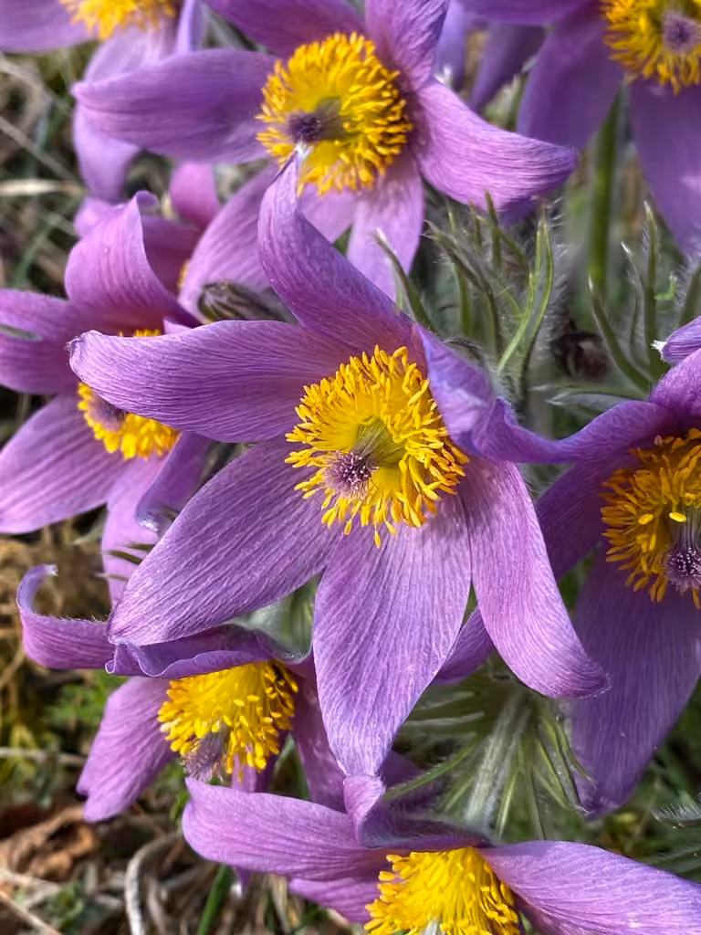 European pasqueflower, photo 1 of 5