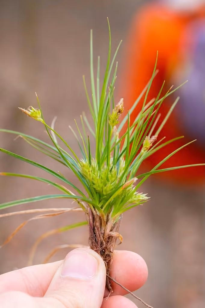 Carex en ombelle, photo 3 sur 5