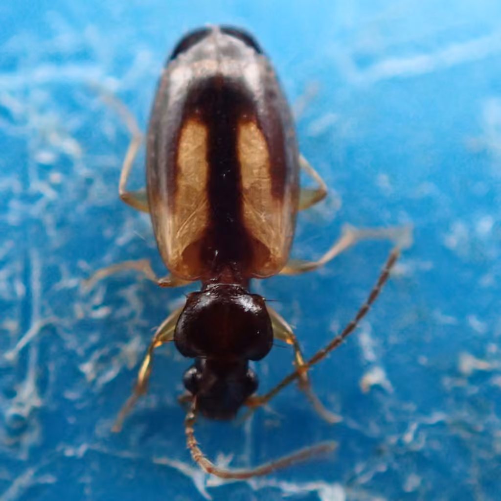 Yellow-zoned harp ground beetle, Adult