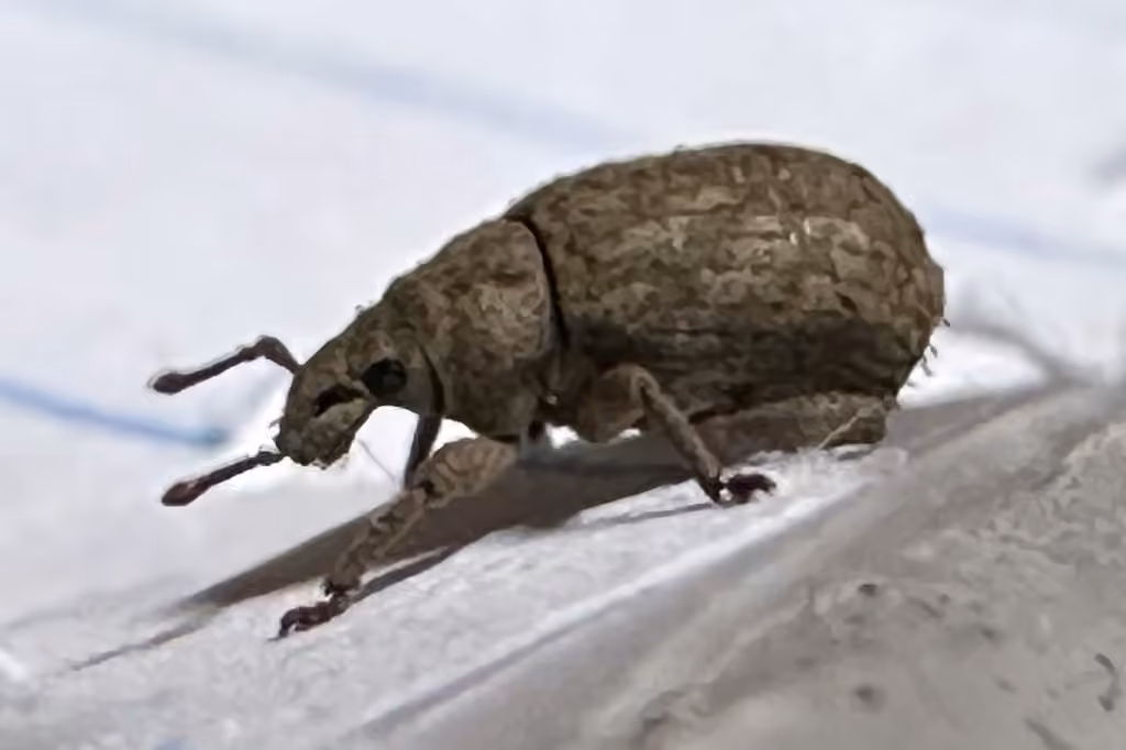 Crusted root weevil, photo 3 of 5