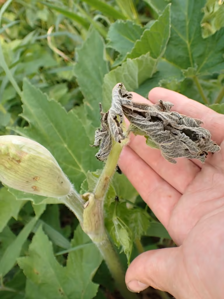 Harris’ Stalk Borer Moth, photo 1 sur 5