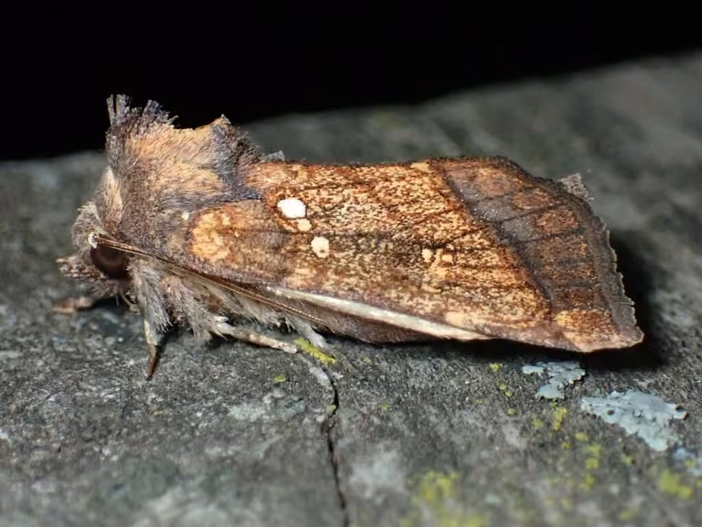 Harris’ Stalk Borer Moth, photo 3 sur 5