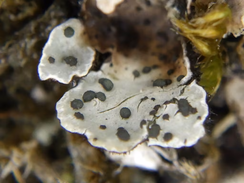 Parmelia abrothallus lichen, photo 1 sur 5