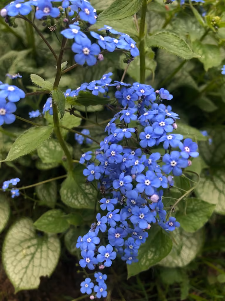 Myosotis du Caucase, photo 1 sur 5