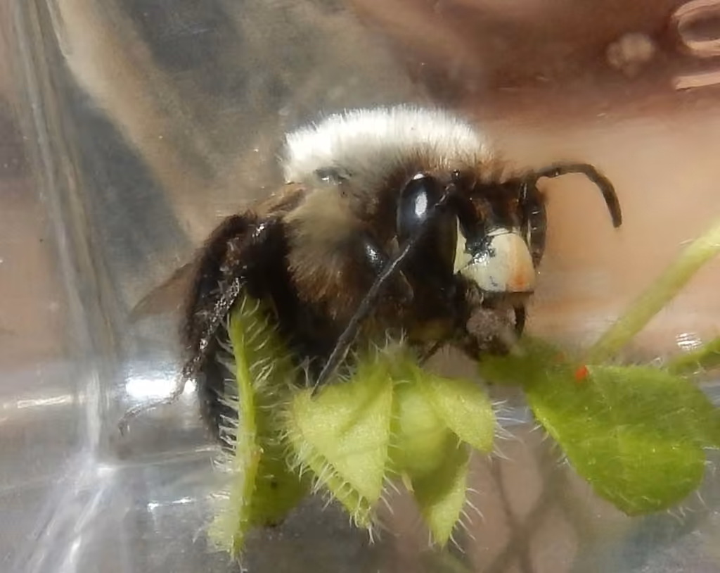 Blueberry Digger Bee, photo 1 sur 5