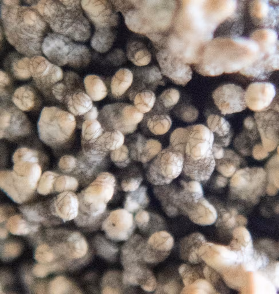Ball-tip lichen, photo 2 of 5