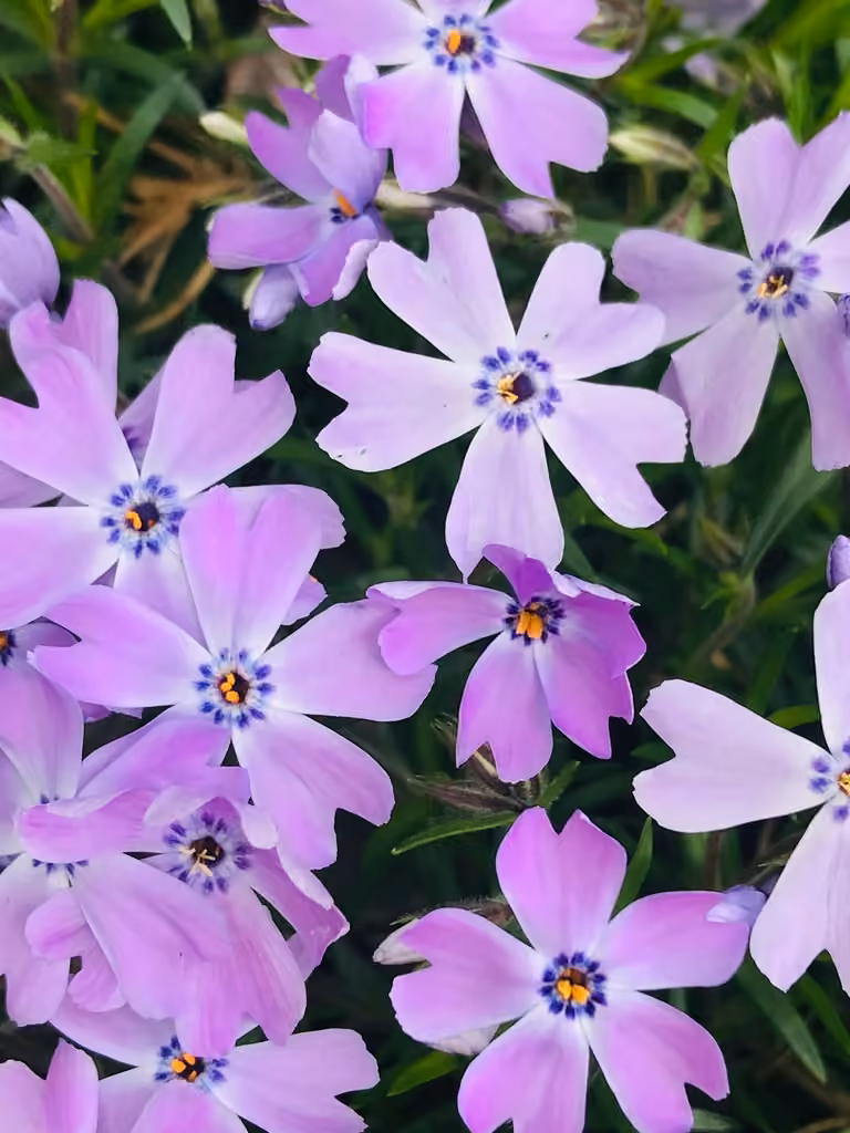 Phlox mousse
