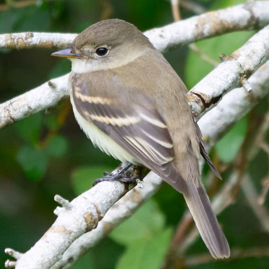 Acadian Flycatcher, photo 2 of 5