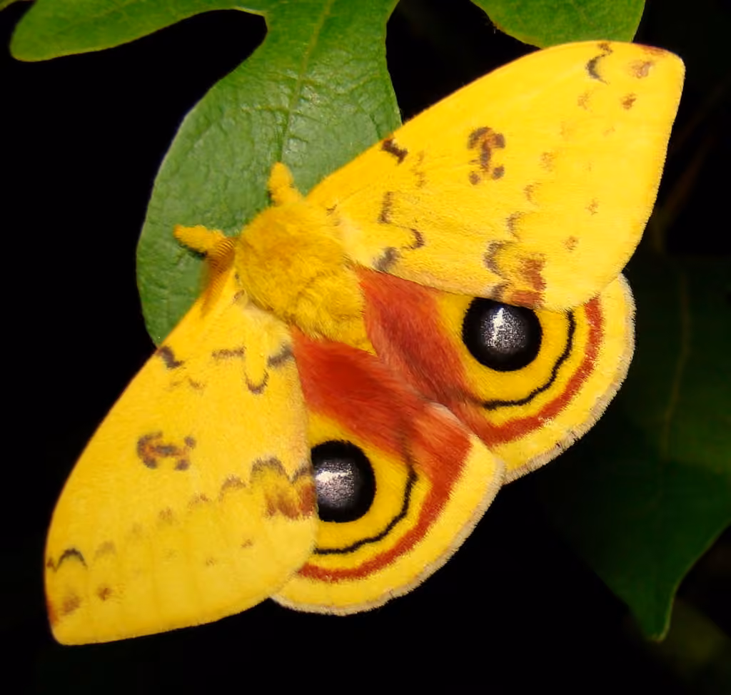 Io Moth, Adult male