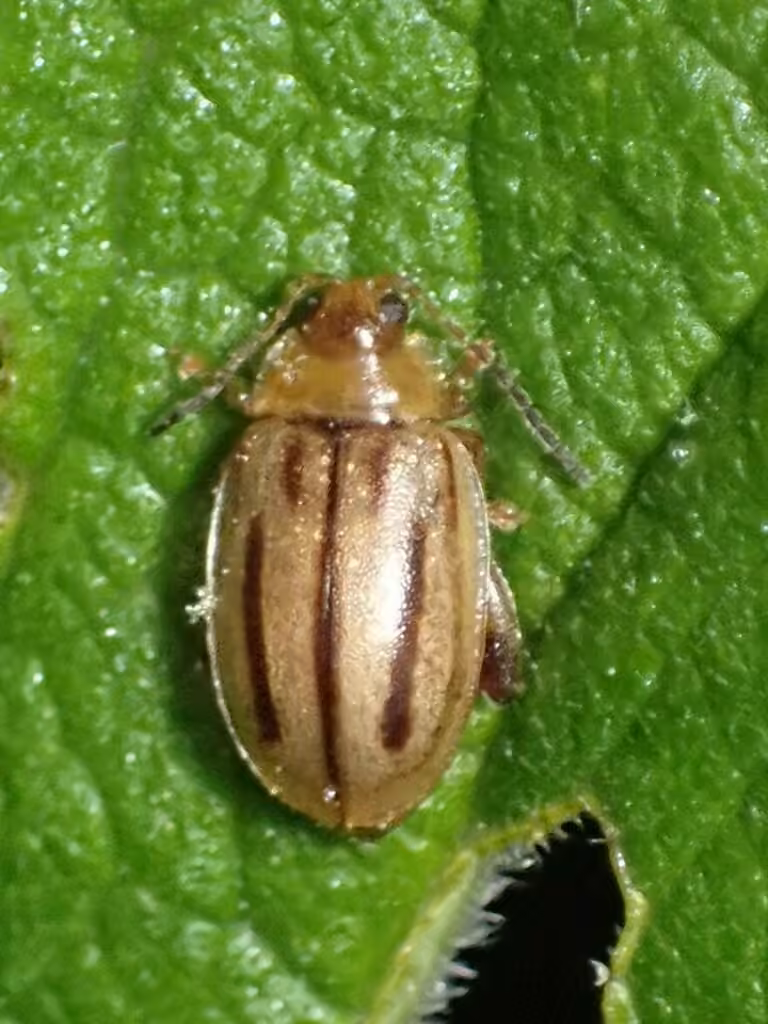 Belly-banded Flea Beetle, Adult
