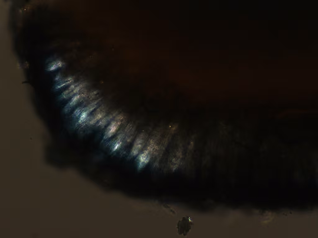 Mycoblastus sanguinarioides, photo 2 of 5