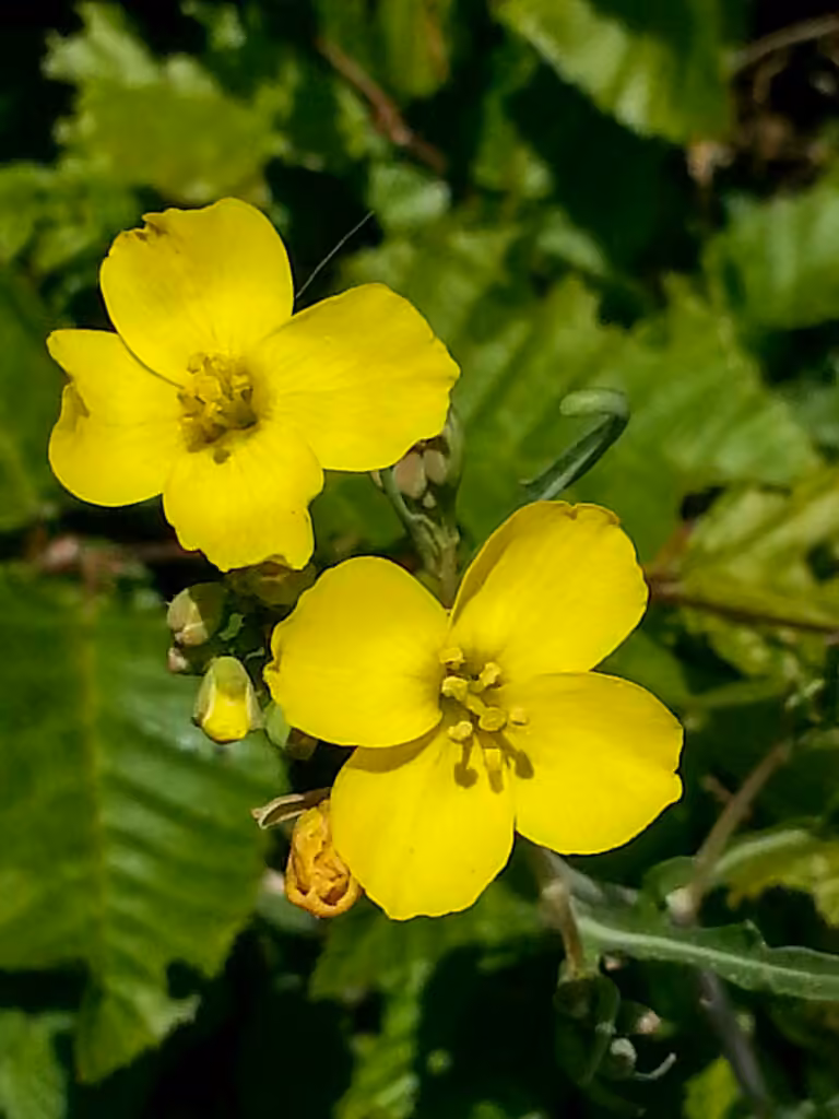 Diplotaxe à feuilles ténues, En fleurs