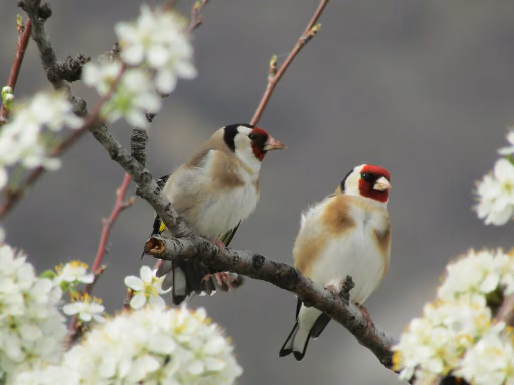 European Goldfinch, photo 3 of 5
