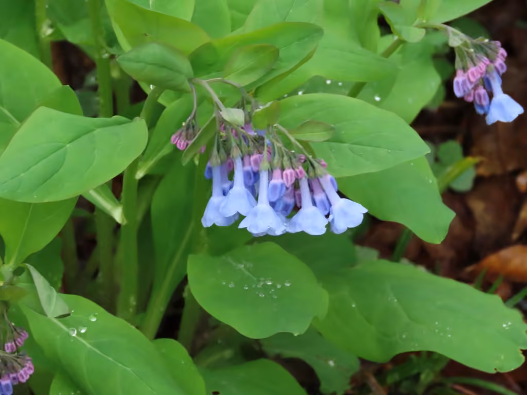 Virginia bluebells, Flower buds