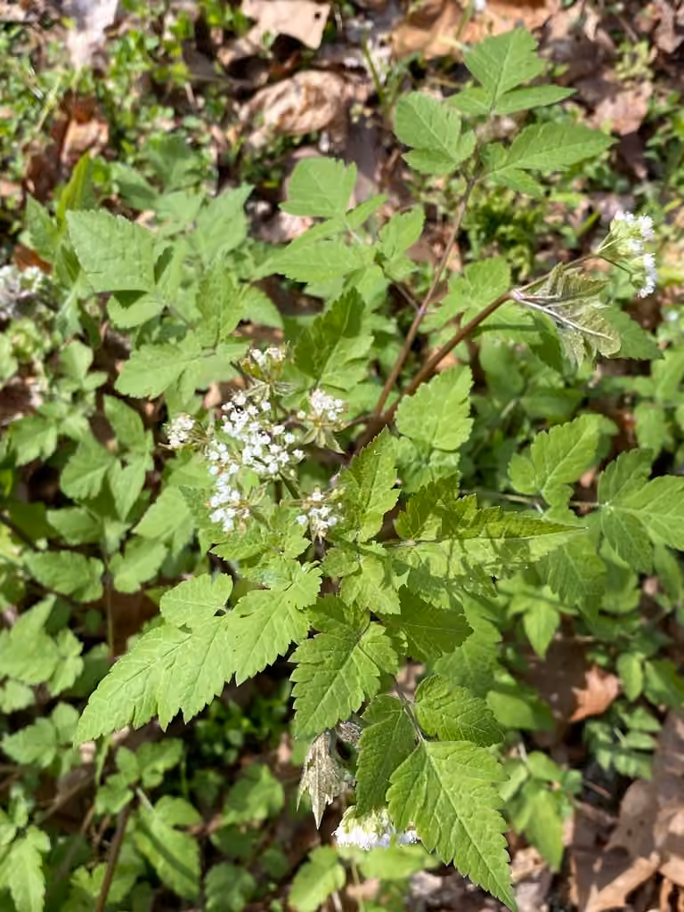 Longstyle sweetroot, Flower buds
