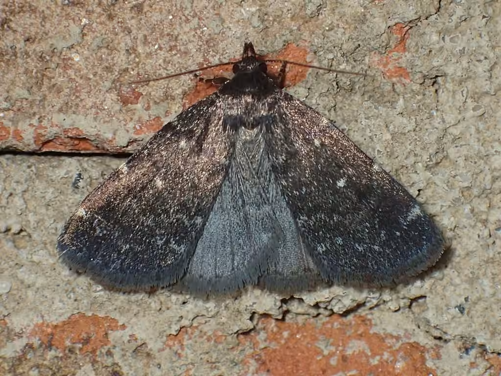 Julia's Idia Moth, photo 1 sur 5