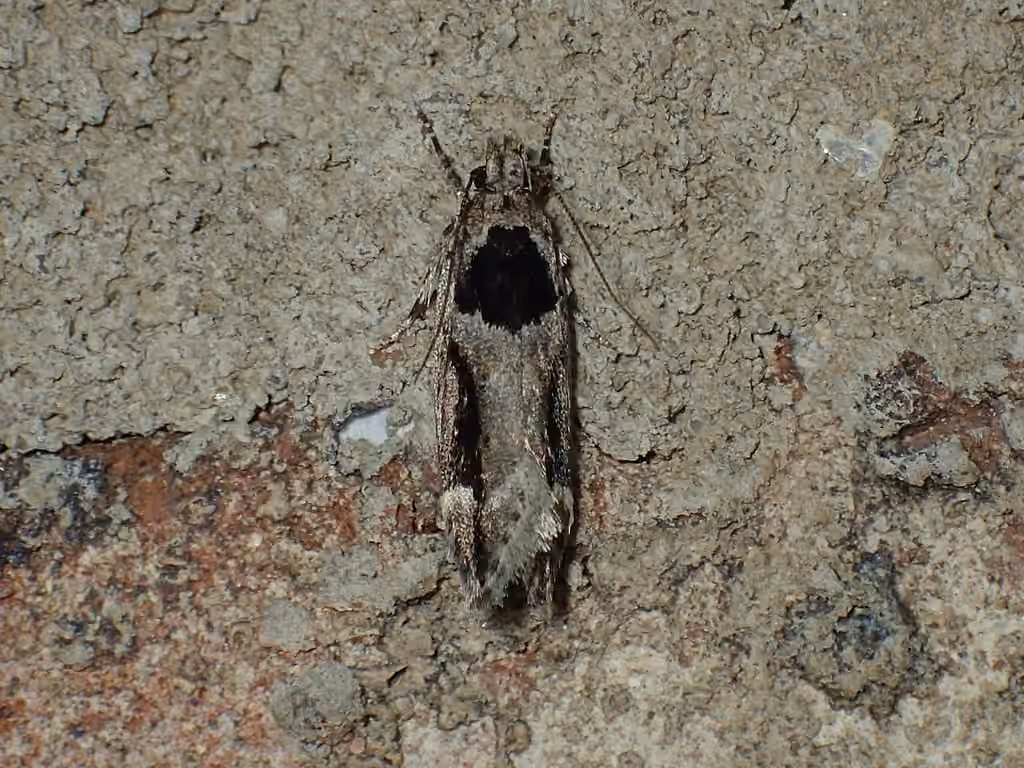 Walsingham's Moth, Adulte