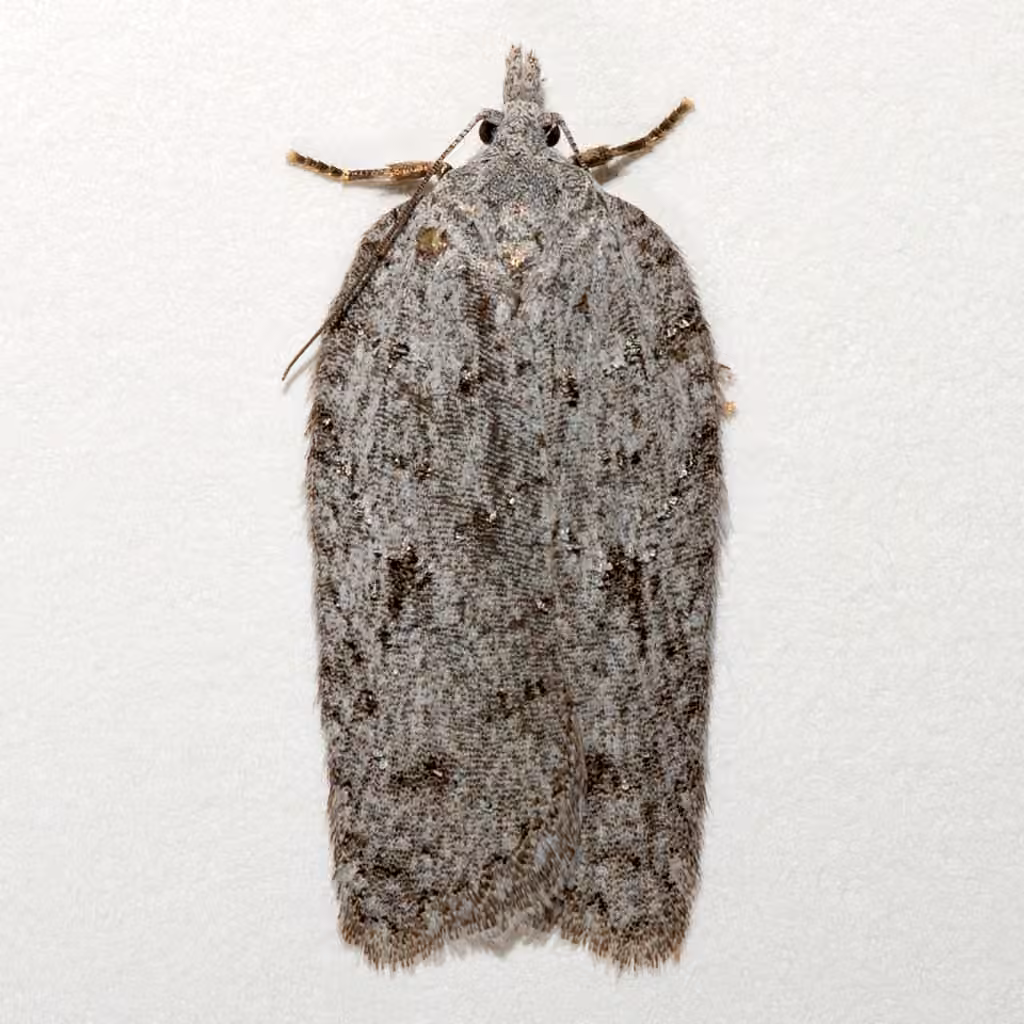 Acleris maximana, Femelle