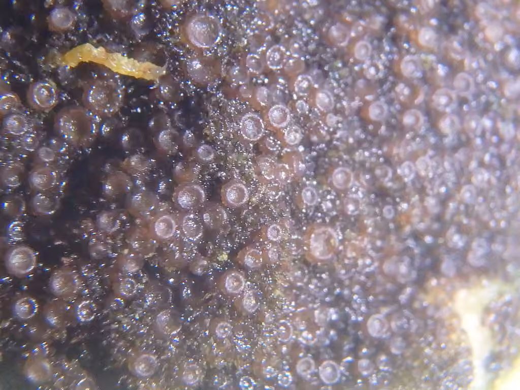 Appressed Jellyskin Lichen, photo 2 of 5