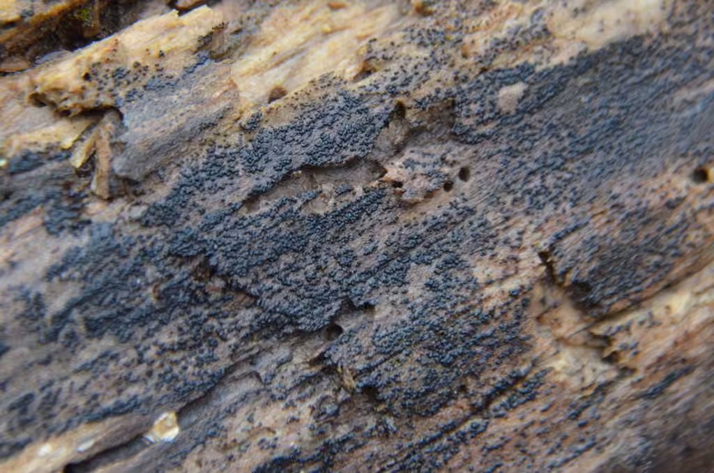 Berkleasmium concinnum