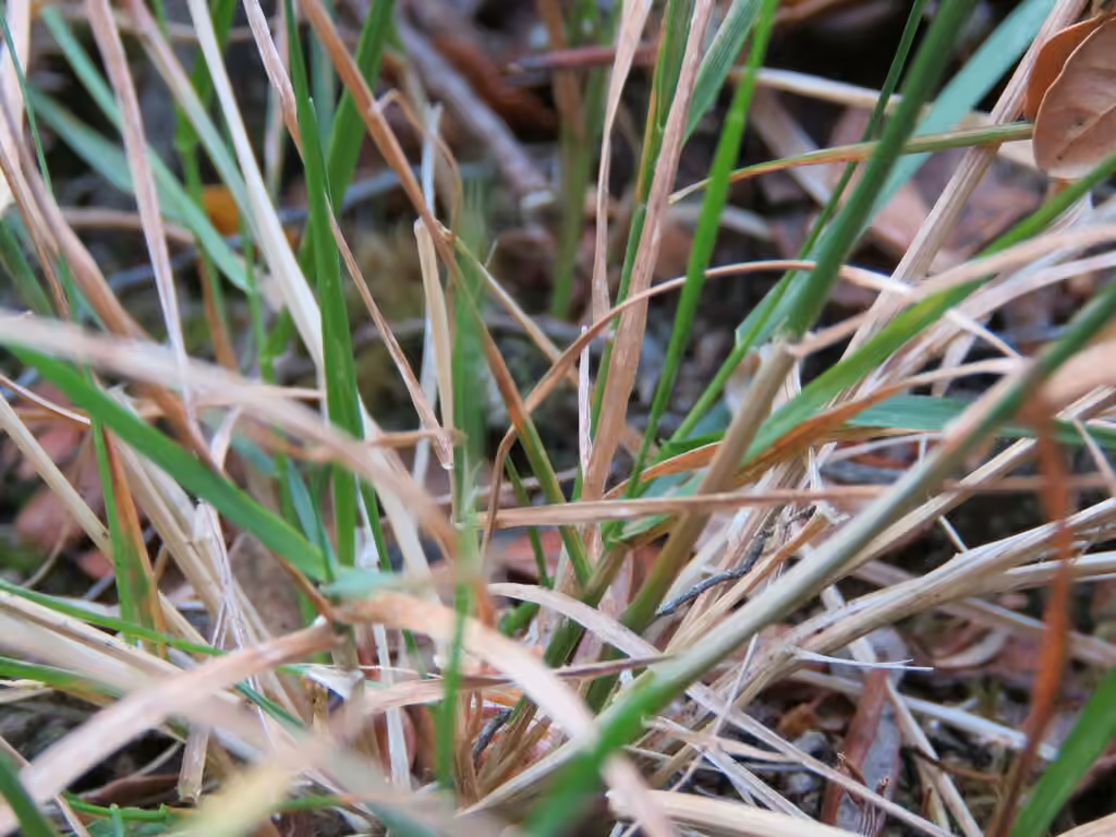 Colonial bentgrass, In fruit