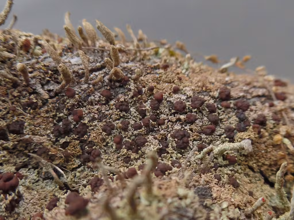 Stubby-stalked Cladonia, photo 2 of 5