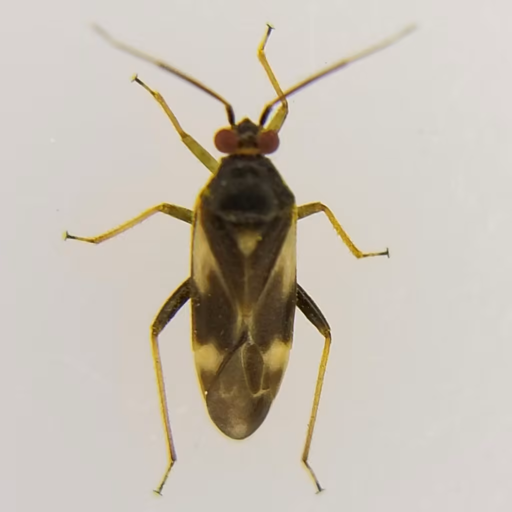 Orthotylus ornatus, photo 3 sur 5