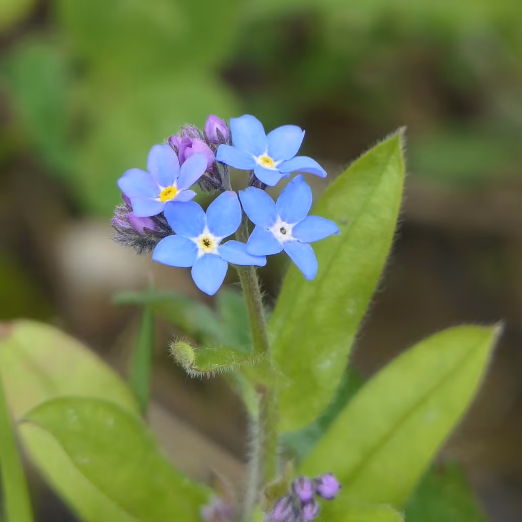 Myosotis des forêts