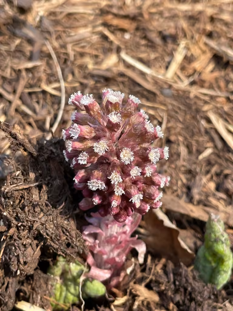 Grand pétasite, En boutons