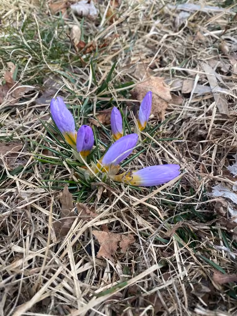 Crocus nivalis, En boutons