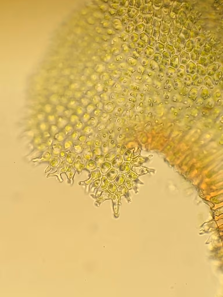 Rugel's anomodon moss, photo 3 of 5