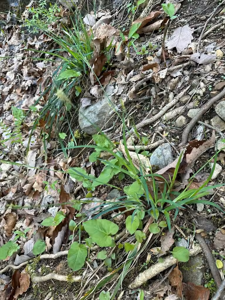 Carex laxiflore, En fleurs