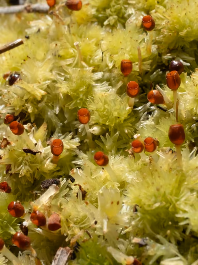 Pale Bog-moss, photo 2 of 5