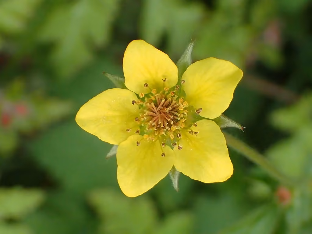 Herb bennet